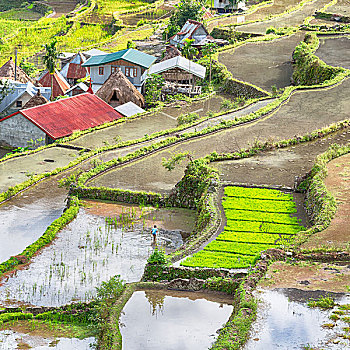 bạch thủ lô mb